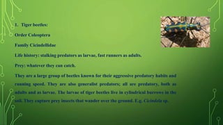 1. Tiger beetles:
Order Coleoptera
Family Cicindellidae
Life history: stalking predators as larvae, fast runners as adults.
Prey: whatever they can catch.
They are a large group of beetles known for their aggressive predatory habits and
running speed. They are also generalist predators; all are predatory, both as
adults and as larvae. The larvae of tiger beetles live in cylindrical burrows in the
soil. They capture prey insects that wander over the ground. E.g. Cicindela sp.
 