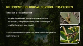 biological control of medicinal and aromatic plant.pptx