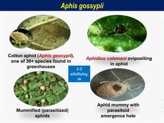 Biological control by augmentation | PPTX