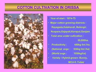 COTTON CULTIVATION IN ORISSA
• Year of start : 1974-75
• Major cotton growing districts :
Rayagada,Kalahandi, Bolangir,
Nuapara,Gajapati,Koraput,Ganjam
• Total area under cultivation :
50,000ha.
• Productivity : 440kg lint /ha.
• (National avge : 530kg lint /ha)
• (World avge : 1058kg/ha)
• Variety / Hybrid grown: Bunny,
MCU-5 ,Tulasi,
 