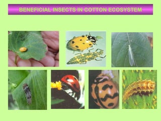 BENEFICIAL INSECTS IN COTTON ECOSYSTEM
 