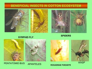 BENEFICIAL INSECTS IN COTTON ECOSYSTEM
SYRPHID FLY
SPIDERS
WASPPENTATOMID BUG
ROGADINAE PARASITEAPANTELES
 