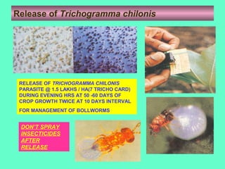 Release of Trichogramma chilonis
RELEASE OF TRICHOGRAMMA CHILONIS
PARASITE @ 1.5 LAKHS / HA(7 TRICHO CARD)
DURING EVENING HRS AT 50 -60 DAYS OF
CROP GROWTH TWICE AT 10 DAYS INTERVAL
FOR MANAGEMENT OF BOLLWORMS
DON’T SPRAY
INSECTICIDES
AFTER
RELEASE
 