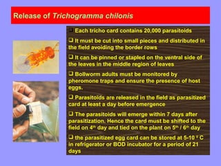 Release of Trichogramma chilonis
 Each tricho card contains 20,000 parasitoids
 It must be cut into small pieces and distributed in
the field avoiding the border rows
 It can be pinned or stapled on the ventral side of
the leaves in the middle region of leaves
 Bollworm adults must be monitored by
pheromone traps and ensure the presence of host
eggs.
 Parasitoids are released in the field as parasitized
card at least a day before emergence
 The parasitoids will emerge within 7 days after
parasitization. Hence the card must be shifted to the
field on 4th
day and tied on the plant on 5th
/ 6th
day
 the parasitized egg card can be stored at 5-10 0
C
in refrigerator or BOD incubator for a period of 21
days
 