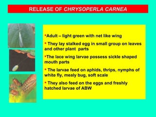 RELEASE OF CHRYSOPERLA CARNEA
Adult – light green with net like wing
 They lay stalked egg in small group on leaves
and other plant parts
The lace wing larvae possess sickle shaped
mouth parts
 The larvae feed on aphids, thrips, nymphs of
white fly, mealy bug, soft scale
 They also feed on the eggs and freshly
hatched larvae of ABW
 