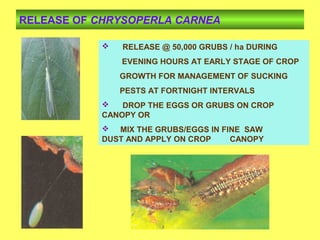 RELEASE OF CHRYSOPERLA CARNEA
 RELEASE @ 50,000 GRUBS / ha DURING
EVENING HOURS AT EARLY STAGE OF CROP
GROWTH FOR MANAGEMENT OF SUCKING
PESTS AT FORTNIGHT INTERVALS
 DROP THE EGGS OR GRUBS ON CROP
CANOPY OR
 MIX THE GRUBS/EGGS IN FINE SAW
DUST AND APPLY ON CROP CANOPY
 