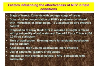 Factors influencing the effectiveness of NPV in field
conditions
• Stage of insect: Coincide with younger stage of larvae
• Dose: dose or concentration of POB s positively correlated
with mortalities of target pests, - 2-3 application give effective
control
• Preparation of spray fluid: NPV in required strength is mixed
with good quality of soft water and Teepol 0.1% or Triton X-100
0.01% as surfactant
• Time of application : Evening hours for avoiding inactivation
due to sunlight
• Appliances: High volume application- more effective
• Use of adjuvants: jaggery or molasses
• Integration with chemical method: : NPV compatible with
endosulfan
 