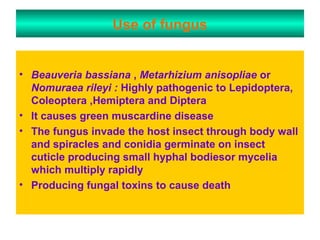 Use of fungus
• Beauveria bassiana , Metarhizium anisopliae or
Nomuraea rileyi : Highly pathogenic to Lepidoptera,
Coleoptera ,Hemiptera and Diptera
• It causes green muscardine disease
• The fungus invade the host insect through body wall
and spiracles and conidia germinate on insect
cuticle producing small hyphal bodiesor mycelia
which multiply rapidly
• Producing fungal toxins to cause death
 