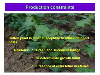 Production constraints
Cotton plant is most susceptible to attack of insect
pests
Reasons: * Green and succulent foliage
* In determinate growth habit
* Presence of extra foliar nectaries
 