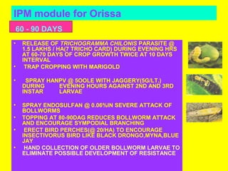 IPM module for Orissa
• RELEASE OF TRICHOGRAMMA CHILONIS PARASITE @
1.5 LAKHS / HA(7 TRICHO CARD) DURING EVENING HRS
AT 60-70 DAYS OF CROP GROWTH TWICE AT 10 DAYS
INTERVAL
• TRAP CROPPING WITH MARIGOLD
• SPRAY HANPV @ 5OOLE WITH JAGGERY(5G/LT.)
DURING EVENING HOURS AGAINST 2ND AND 3RD
INSTAR LARVAE
• SPRAY ENDOSULFAN @ 0.06%IN SEVERE ATTACK OF
BOLLWORMS
• TOPPING AT 80-90DAG REDUCES BOLLWORM ATTACK
AND ENCOURAGE SYMPODIAL BRANCHING
• ERECT BIRD PERCHES(@ 20/HA) TO ENCOURAGE
INSECTIVORUS BIRD LIKE BLACK DRONGO,MYNA,BLUE
JAY
• HAND COLLECTION OF OLDER BOLLWORM LARVAE TO
ELIMINATE POSSIBLE DEVELOPMENT OF RESISTANCE
60 - 90 DAYS
 