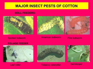 MAJOR INSECT PESTS OF COTTON
BOLL FEEDERS:
Tobacco caterpillar SemilooperLeaf roller
Spotted bollworm American bollworm Pink bollworm
FOLIAGE FEEDER
 