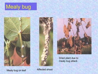 Mealy bug
Mealy bug on leaf Affected shoot
Dried plant due to
mealy bug attack
 