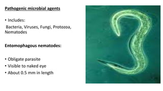 Pathogenic microbial agents
• Includes:
Bacteria, Viruses, Fungi, Protozoa,
Nematodes
Entomophagous nematodes:
• Obligate parasite
• Visible to naked eye
• About 0.5 mm in length
 