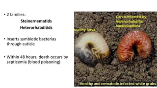 • 2 families:
Steinernematids
Heterorhabditids
• Inserts symbiotic bacterias
through cuticle
• Within 48 hours, death occurs by
septicemia (blood poisoning)
 