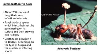 Entomopathogenic fungi
• About 750 species of
fungi that cause
infections in insects
• Fungi produce spores
which infect their host by
germinating on its
surface and then growing
into its body
• Death takes between 4
to 10 days, depending on
the type of fungus and
the number of infecting
spores
Beauveria bassiana
 