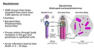 Baculoviruses
• 1600 viruses have been
recorded from more than
1100 species of insects
3 families:
• Baculoviridae,
Polydnaviridae,
Ascoviridae
• Viruses enters through body
receptors in the gut and
penetrate in epithelial cells
• Acute infections lead to host
death in 5 – 14 days.
 