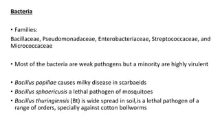 Bacteria
• Families:
Bacillaceae, Pseudomonadaceae, Enterobacteriaceae, Streptococcaceae, and
Micrococcaceae
• Most of the bacteria are weak pathogens but a minority are highly virulent
• Bacillus popillae causes milky disease in scarbaeids
• Bacillus sphaericusis a lethal pathogen of mosquitoes
• Bacillus thuringiensis (Bt) is wide spread in soil,is a lethal pathogen of a
range of orders, specially against cotton bollworms
 
