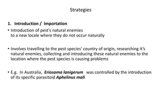 Strategies
1. Introduction / Importation
• Introduction of pest's natural enemies
to a new locale where they do not occur naturally
• Involves travelling to the pest species' country of origin, researching it’s
natural enemies, collecting and introducing these natural enemies to the
location where the pest species is causing problems
• E.g. In Australia, Eriosoma lanigerum was controlled by the introduction
of its specific parasitoid Aphelinus mali
 