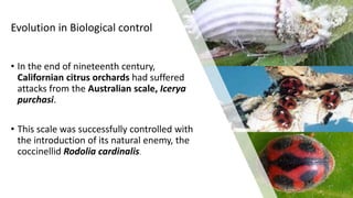 Evolution in Biological control
• In the end of nineteenth century,
Californian citrus orchards had suffered
attacks from the Australian scale, Icerya
purchasi.
• This scale was successfully controlled with
the introduction of its natural enemy, the
coccinellid Rodolia cardinalis.
 