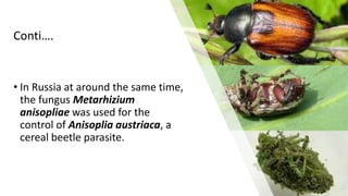 Conti….
• In Russia at around the same time,
the fungus Metarhizium
anisopliae was used for the
control of Anisoplia austriaca, a
cereal beetle parasite.
 