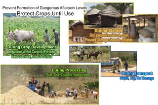 Biological control of aflatoxins