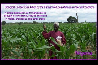 Biological control of aflatoxins