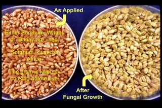 Biological control of aflatoxins