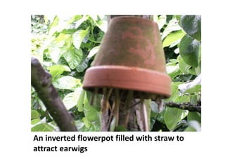 Biological control of pest | PPTX