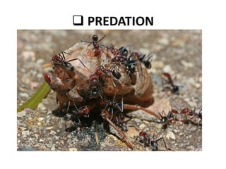 Biological control of pest | PPTX