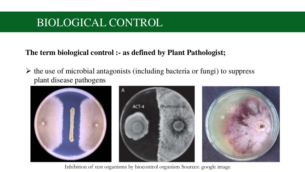 Biological control of plant pathogens