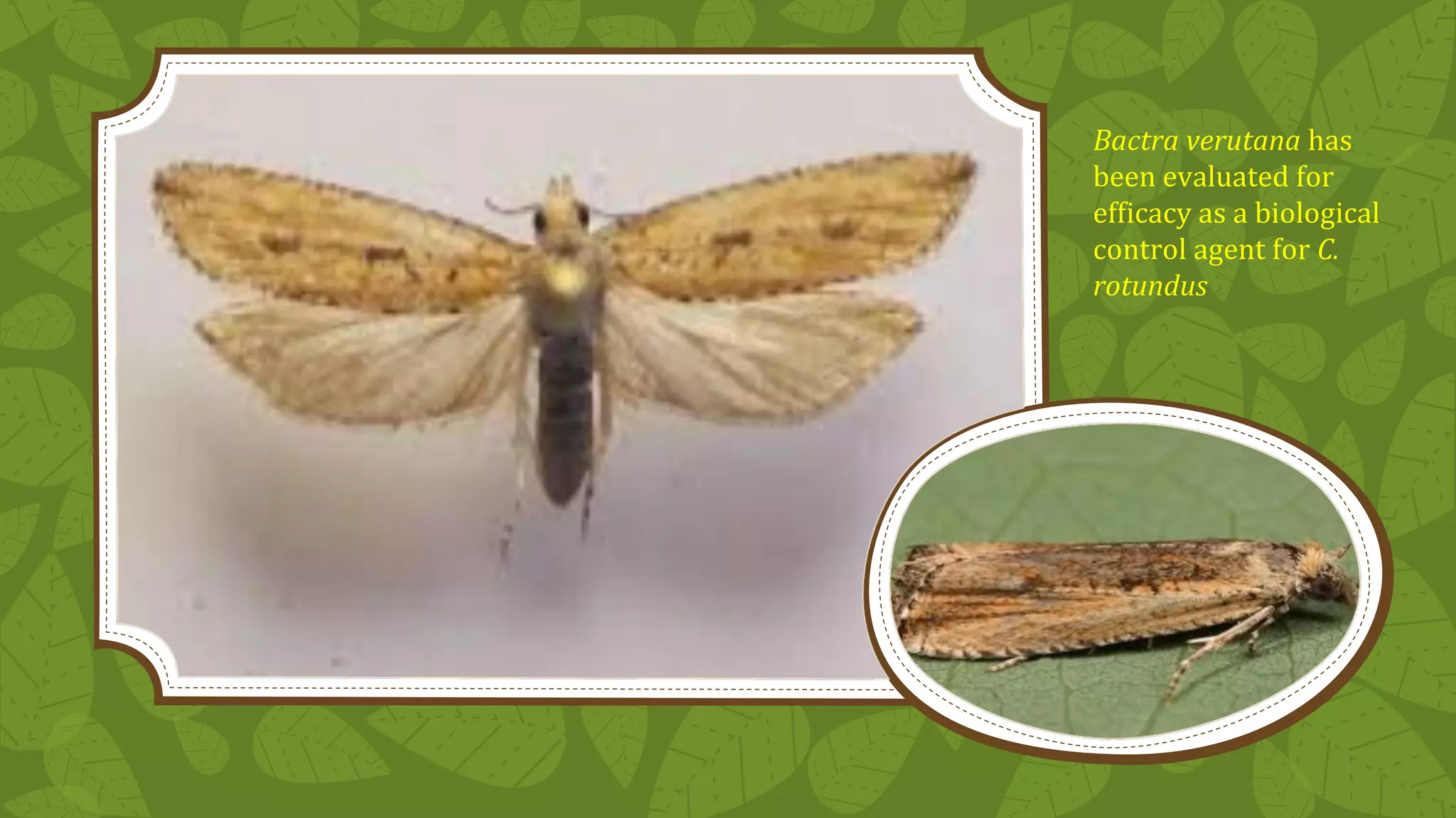 Biological control of weeds | PPT