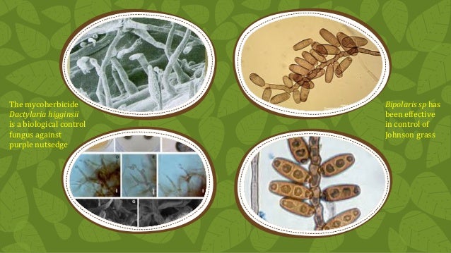 biological control of weeds pdf