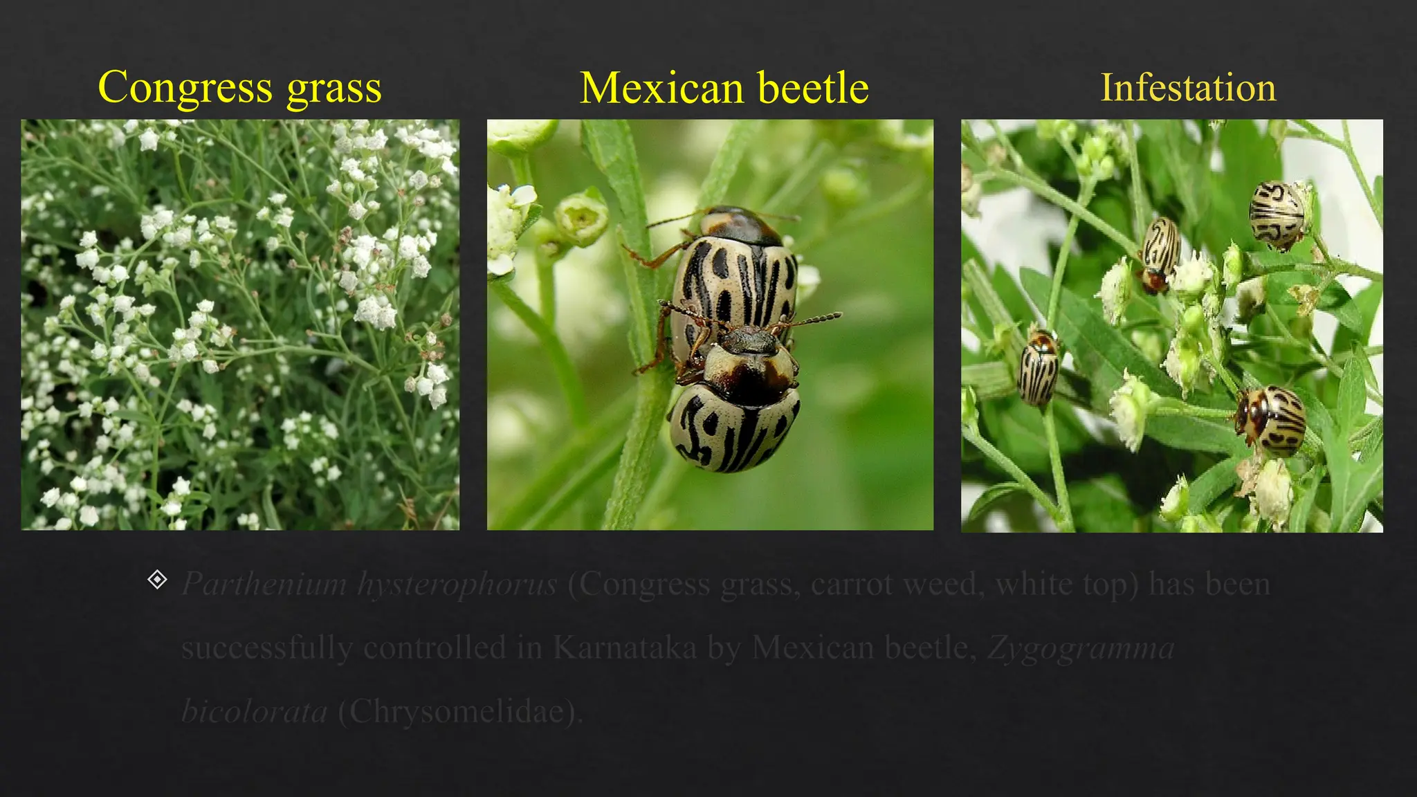 Biological control of weeds using insects- Arshima Shaji V | PPTX