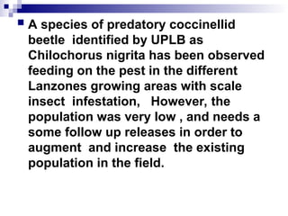 Biological Control Strategies in lanzones.ppt