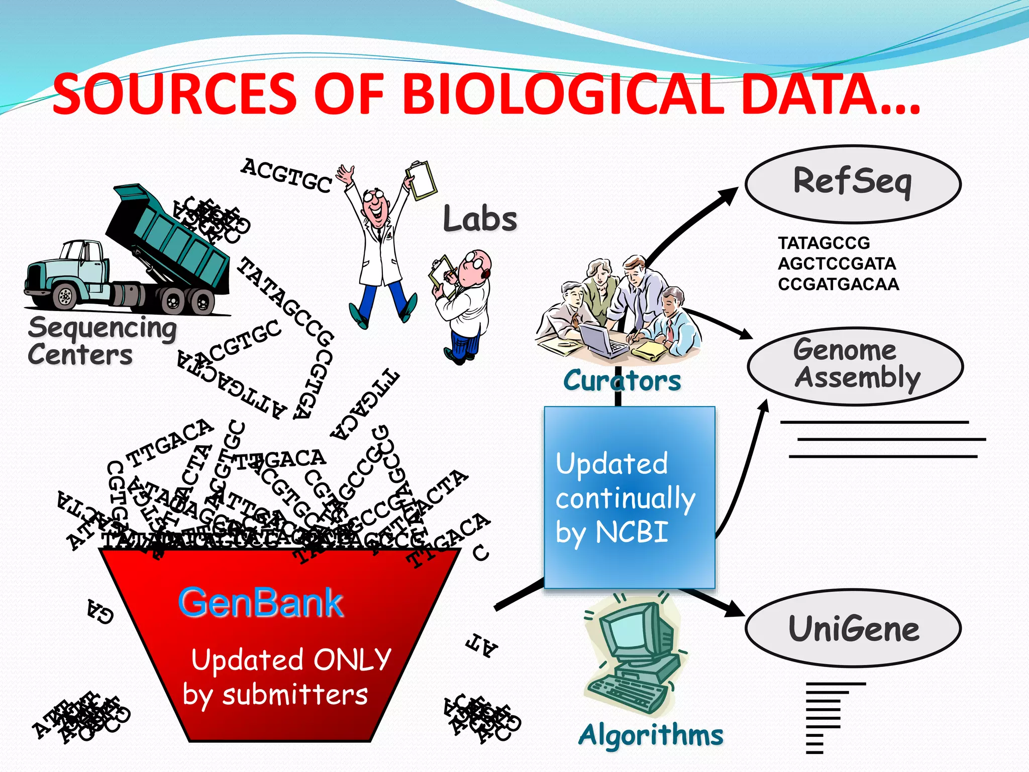 SOURCES OF BIOLOGICAL DATA…
GenBank
Sequencing
Centers
TATAGCCG TATAGCCGTATAGCCG TATAGCCG
Labs
Algorithms
UniGene
Curators
RefSeq
Genome
Assembly
TATAGCCG
AGCTCCGATA
CCGATGACAA
Updated
continually
by NCBI
Updated ONLY
by submitters
 