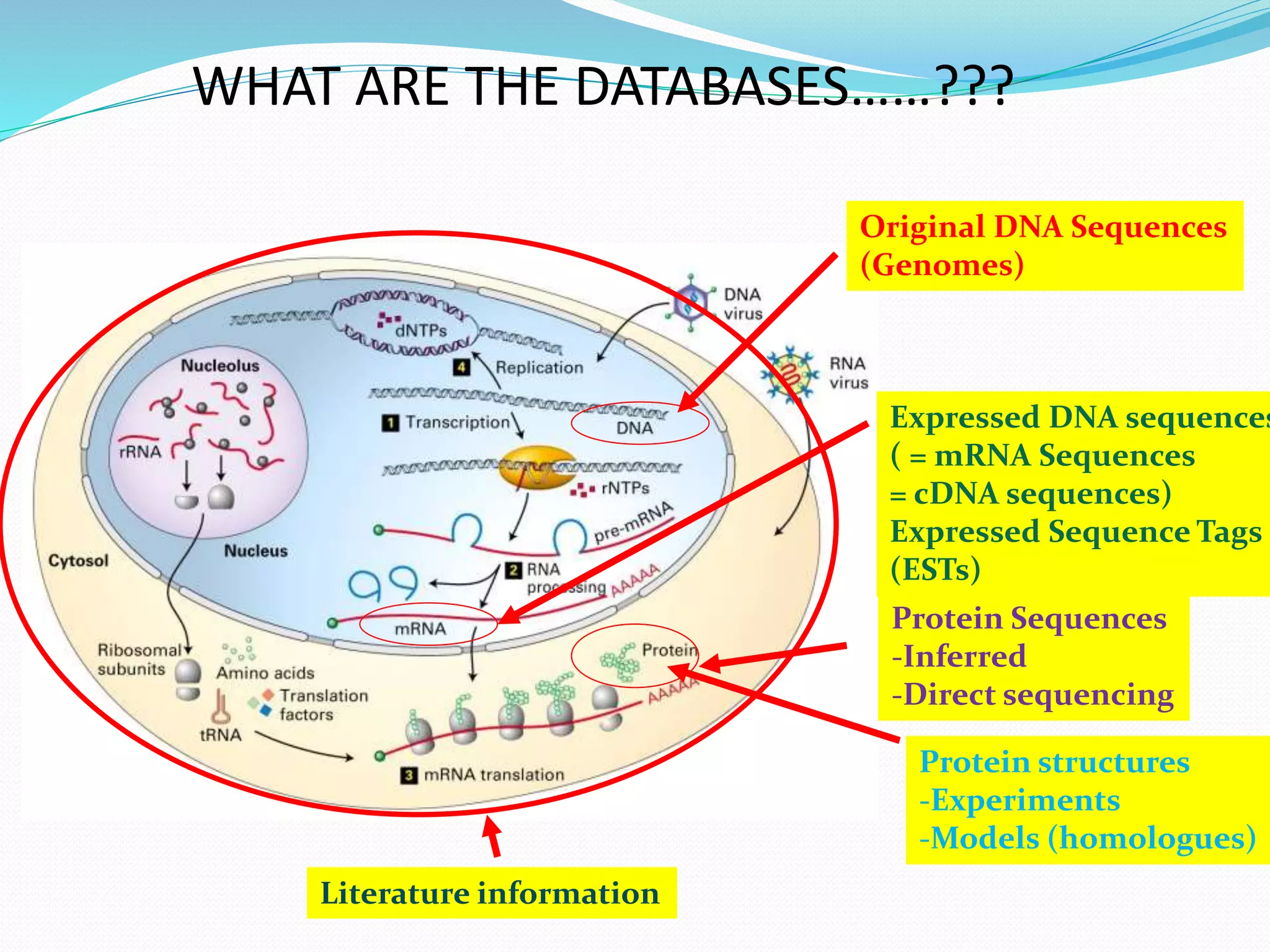 WHAT ARE THE DATABASES……???
Protein structures
-Experiments
-Models (homologues)
Literature information
Original DNA Sequences
(Genomes)
Protein Sequences
-Inferred
-Direct sequencing
Expressed DNA sequences
( = mRNA Sequences
= cDNA sequences)
Expressed Sequence Tags
(ESTs)
 