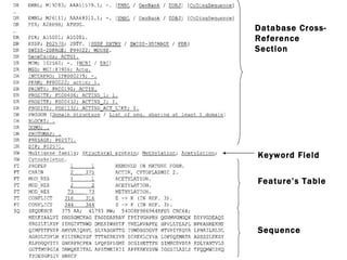 Database Cross-Reference Section Keyword Field Feature’s Table Sequence 
