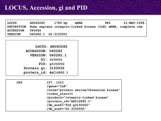 LOCUS  HSU40282  1789 bp  mRNA  PRI  21-MAY-1998 DEFINITION  Homo sapiens integrin-linked kinase (ILK) mRNA, complete cds. ACCESSION  U40282 VERSION  U40282.1  GI:3150001 CDS  157..1515 /gene="ILK" /note="protein serine/threonine kinase" /codon_start=1 /product="integrin-linked kinase" /protein_id="AAC16892.1" /db_xref="PID:g3150002" /db_xref="GI:3150002" LOCUS: HSU40282 ACCESSION: U40282 VERSION: U40282.1  GI:  3150001 PID:  g3150002 Protein gi: 3150002 protein_id:  AAC16892.1 LOCUS, Accession, gi and PID 