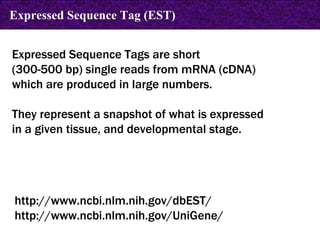 Expressed Sequence Tags are short  (300-500 bp) single reads from mRNA (cDNA)  which are produced in large numbers.  They represent a snapshot of what is expressed  in a given tissue, and developmental stage. http://www.ncbi.nlm.nih.gov/dbEST/ http://www.ncbi.nlm.nih.gov/UniGene/ Expressed Sequence Tag (EST) 