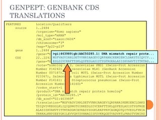 FEATURES Location/Qualifiers
source 1..2484
/organism="Homo sapiens"
/mol_type="mRNA"
/db_xref="taxon:9606"
/chromosome="3"
/map="3p22-p23"
gene 1..2484
/gene="MLH1"
CDS 22..2292
/gene="MLH1"
/note="homolog of S. cerevisiae PMS1 (Swiss-Prot Accession
Number P14242), S. cerevisiae MLH1 (GenBank Accession
Number U07187), E. coli MUTL (Swiss-Prot Accession Number
P23367), Salmonella typhimurium MUTL (Swiss-Prot Accession
Number P14161) and Streptococcus pneumoniae (Swiss-Prot
Accession Number P14160)"
/codon_start=1
/product="DNA mismatch repair protein homolog"
/protein_id="AAC50285.1"
/db_xref="GI:463989"
/translation="MSFVAGVIRRLDETVVNRIAAGEVIQRPANAIKEMIENCLDAKS
TSIQVIVKEGGLKLIQIQDNGTGIRKEDLDIVCERFTTSKLQSFEDLASISTYGFRGE
ALASISHVAHVTITTKTADGKCAYRASYSDGKLKAPPKPCAGNQGTQITVEDLFYNIA
TRRKALKNPSEEYGKILEVVGRYSVHNAGISFSVKKQGETVADVRTLPNASTVDNIRS
GENPEPT: GENBANK CDS
TRANSLATIONS
>gi|463989|gb|AAC50285.1| DNA mismatch repair prote...
MSFVAGVIRRLDETVVNRIAAGEVIQRPANAIKEMIENCLDAKSTSIQVIV...
EDLDIVCERFTTSKLQSFEDLASISTYGFRGEALASISHVAHVTITTKTAD...
>gi|463989|gb|AAC50285.1| DNA mismatch repair prote...
MSFVAGVIRRLDETVVNRIAAGEVIQRPANAIKEMIENCLDAKSTSIQVIV...
EDLDIVCERFTTSKLQSFEDLASISTYGFRGEALASISHVAHVTITTKTAD...
 
