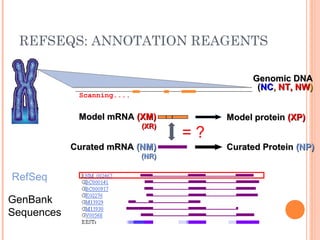 REFSEQS: ANNOTATION REAGENTS
Genomic DNAGenomic DNA
((NCNC,, NT, NWNT, NW))
Model mRNAModel mRNA (XM)(XM)
(XR)(XR)
Curated mRNACurated mRNA (NM)(NM)
(NR)(NR)
Model proteinModel protein (XP)(XP)
Curated ProteinCurated Protein (NP)(NP)
Scanning....
= ?
GenBank
Sequences
RefSeq
 