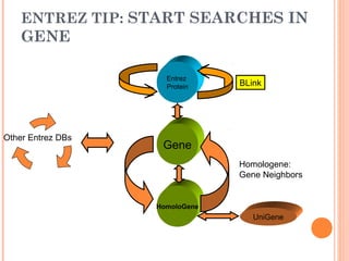 ENTREZ TIP: START SEARCHES IN
GENE
Other Entrez DBs
HomoloGene
Entrez
Protein
Gene
UniGene
BLink
Homologene:
Gene Neighbors
 