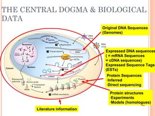 THE CENTRAL DOGMA & BIOLOGICAL
DATA
Protein structures
-Experiments
-Models (homologues)
Literature information
Original DNA Sequences
(Genomes)
Protein Sequences
-Inferred
-Direct sequencing
Expressed DNA sequences
( = mRNA Sequences
= cDNA sequences)
Expressed Sequence Tags
(ESTs)
 