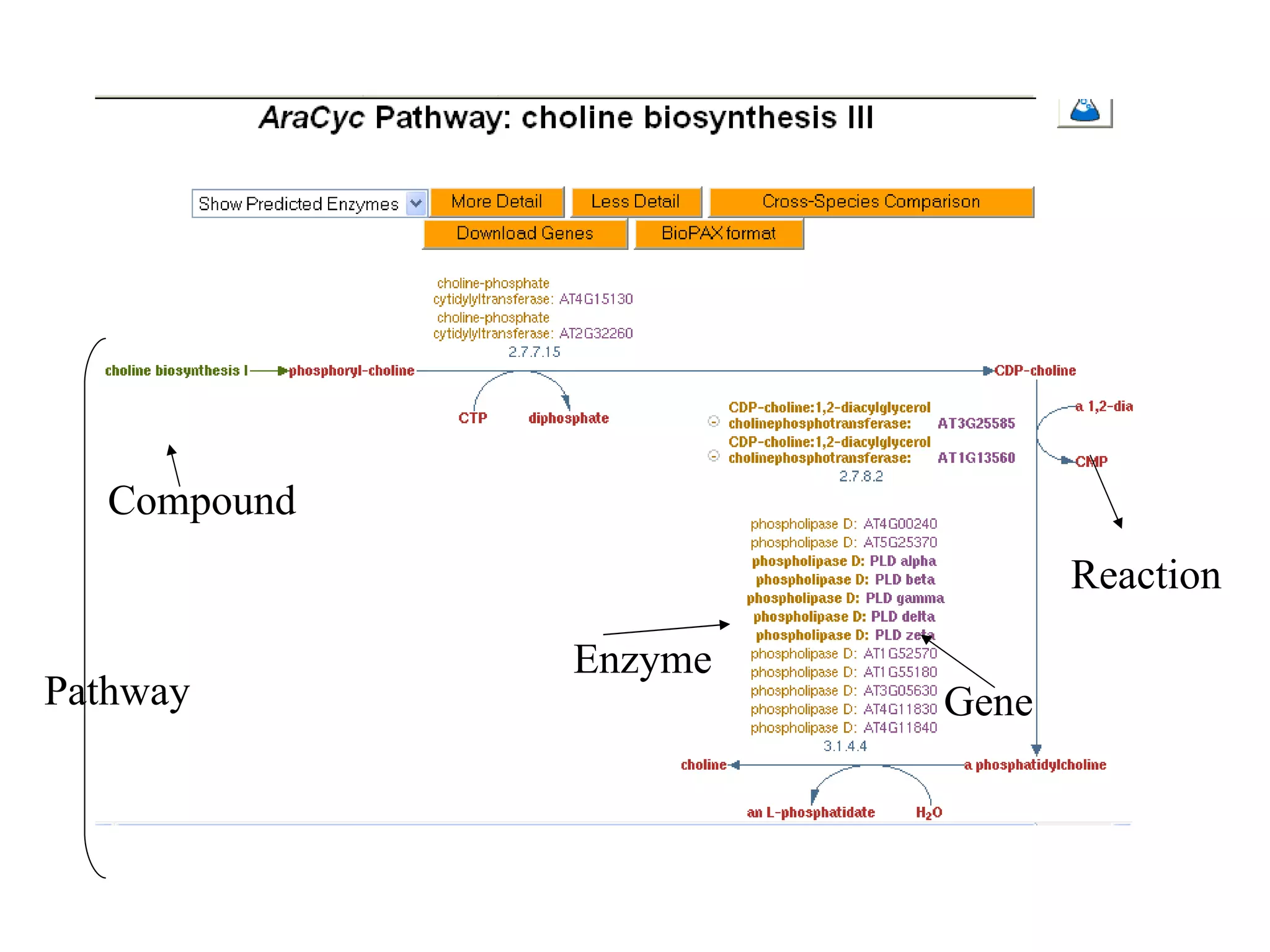 Compound Pathway Gene Enzyme Reaction 