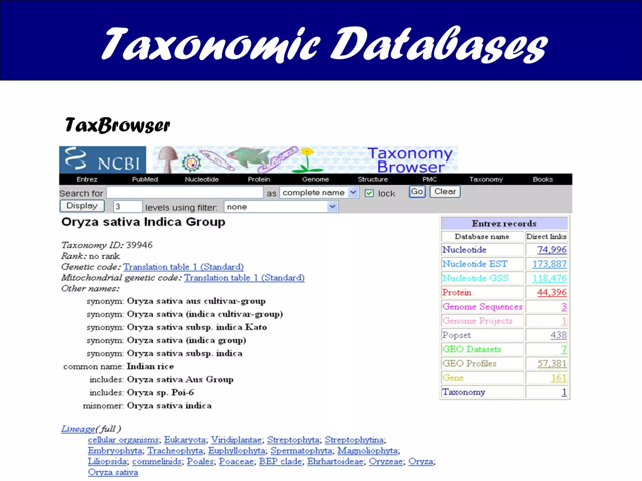 Taxonomic Databases TaxBrowser GRIN Taxonomy for Plants Species 2000 