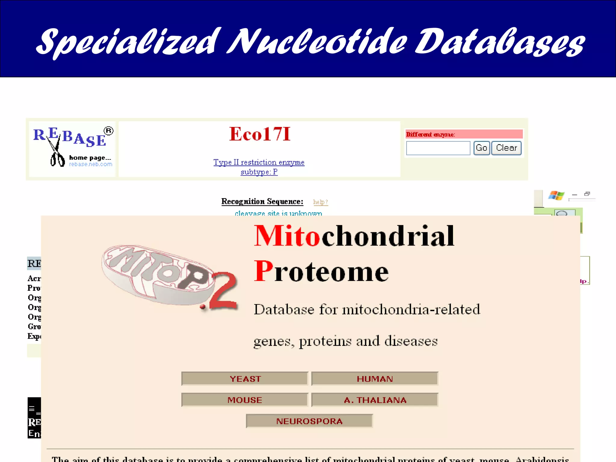 Specialized Nucleotide Databases Focussing on particular feature 1) Markers 2) Mitop2 – organelle specific 3) HIV-SD 4)  REBASE  - for restriction enzymes & restriction enzyme sites.  