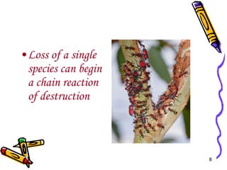 Loss of a single species can begin a chain reaction of destruction 
