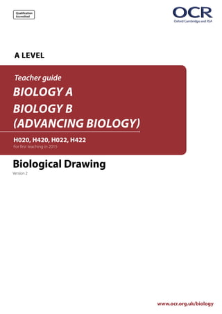Qualification
Accredited
www.ocr.org.uk/biology
A LEVEL
BIOLOGY A
BIOLOGY B
(ADVANCING BIOLOGY)
Teacher guide
Biological Drawing
Version 2
H020, H420, H022, H422
For first teaching in 2015
 