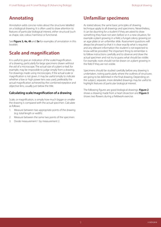 Biological drawing | PDF