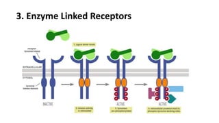 3. Enzyme Linked Receptors
 